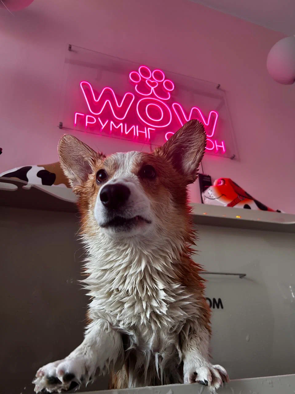 Корги после купания в салоне WOW